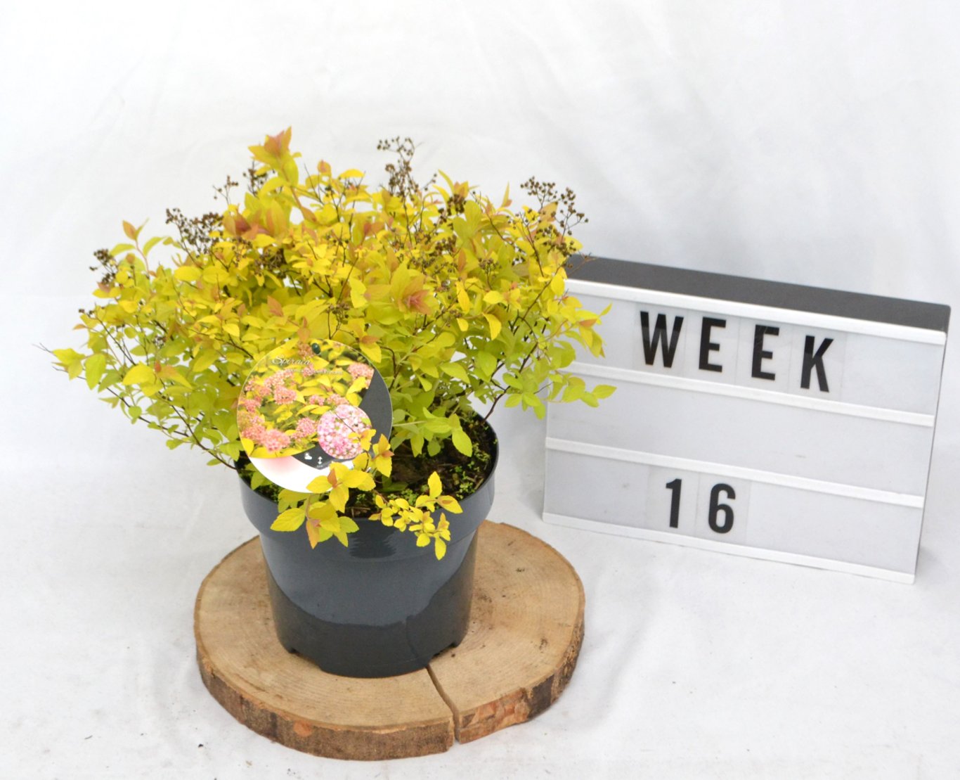 Spiraea jap. 'Golden Princess' - C3 20-40 CM